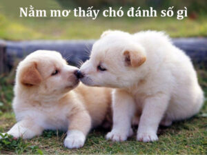 Giải mã ý nghĩa của những con số khi mơ thấy chó
