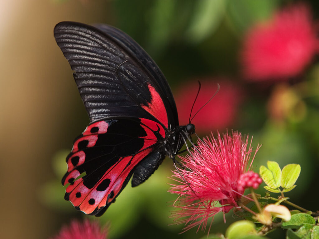 Bạn mơ thấy con bướm đen thì có lẽ bạn sắp gặp nhiều may mắn