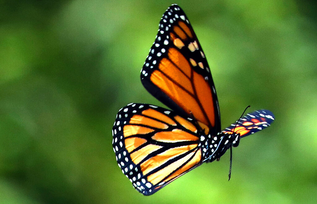 Có 2 loại bướm là bướm ngày và bướm đêm