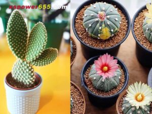 Soi cầu dự đoán XSMN khi mơ thấy những giấc mơ về xương rồng mà người chơi nên biết