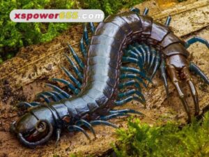 Những cặp số dự đoán XSMB khi mơ thấy rết có tỷ lệ trúng thưởng cao nhất