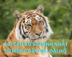 Soi cầu xổ số đỉnh nhất từ mộng báo thấy hổ trong giấc mơ