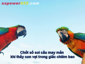 Chốt số soi cầu may mắn khi thấy con vẹt trong giấc chiêm bao