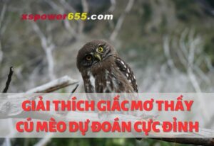 Giải thích giấc mơ thấy cú mèo cho dự đoán cực đỉnh 