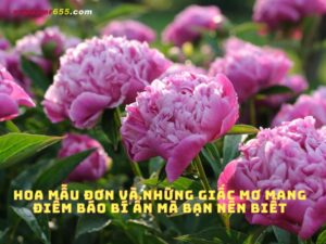 Hoa mẫu đơn và những giấc mơ mang điềm báo bí ẩn mà bạn nên biết