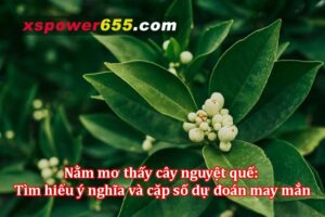 Mơ thấy cây nguyệt quế: Tìm hiểu ý nghĩa và cặp số dự đoán may mắn