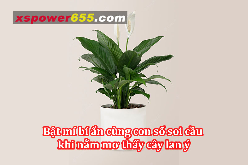 Bật mí bí ẩn cùng con số soi cầu khi nằm mơ thấy cây lan ý
