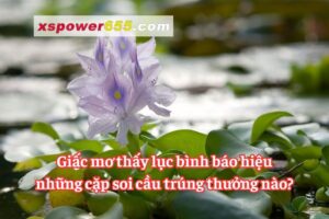 Giấc mơ thấy lục bình báo hiệu những cặp soi cầu trúng thưởng nào?
